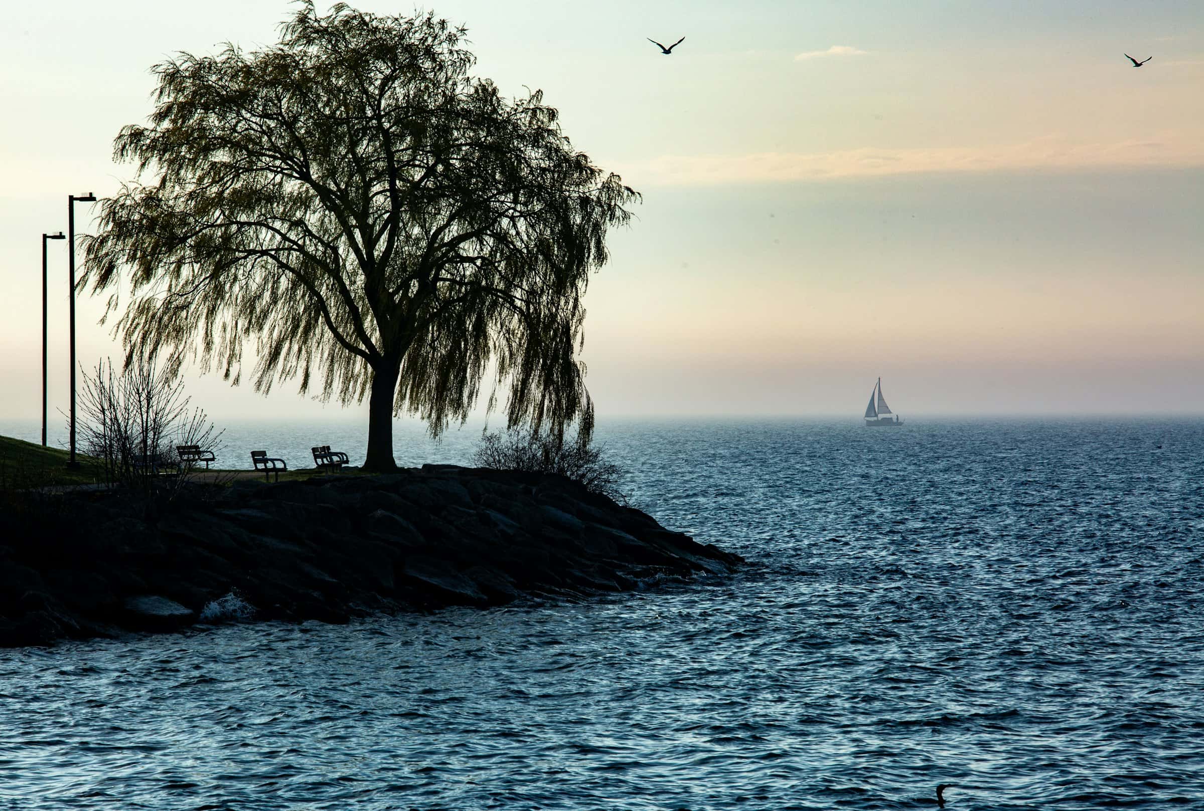 Un saule pleureur sur la rive du lac Ontario à Port Credit