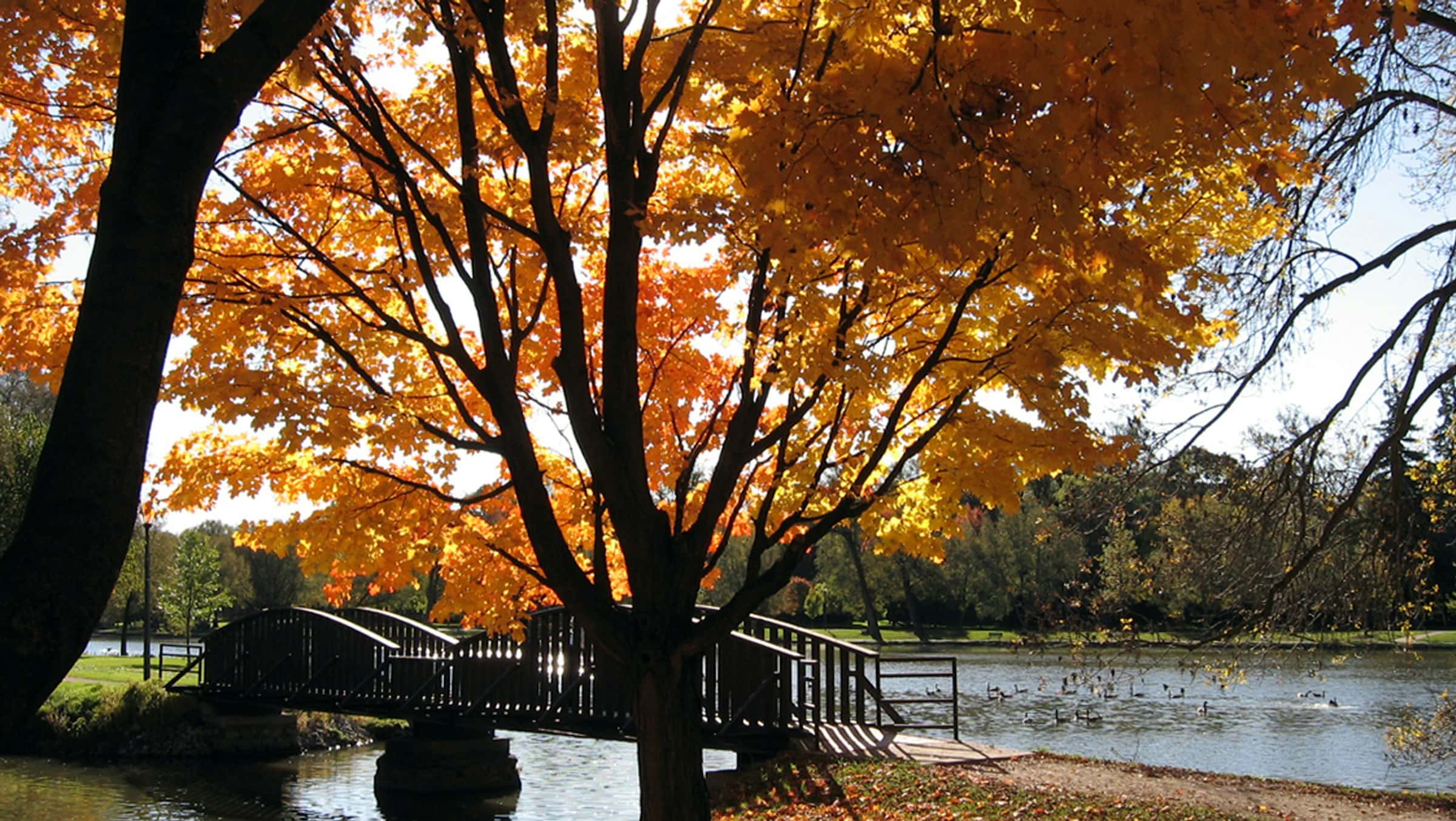 A footbridge among autumn maples in Stratford